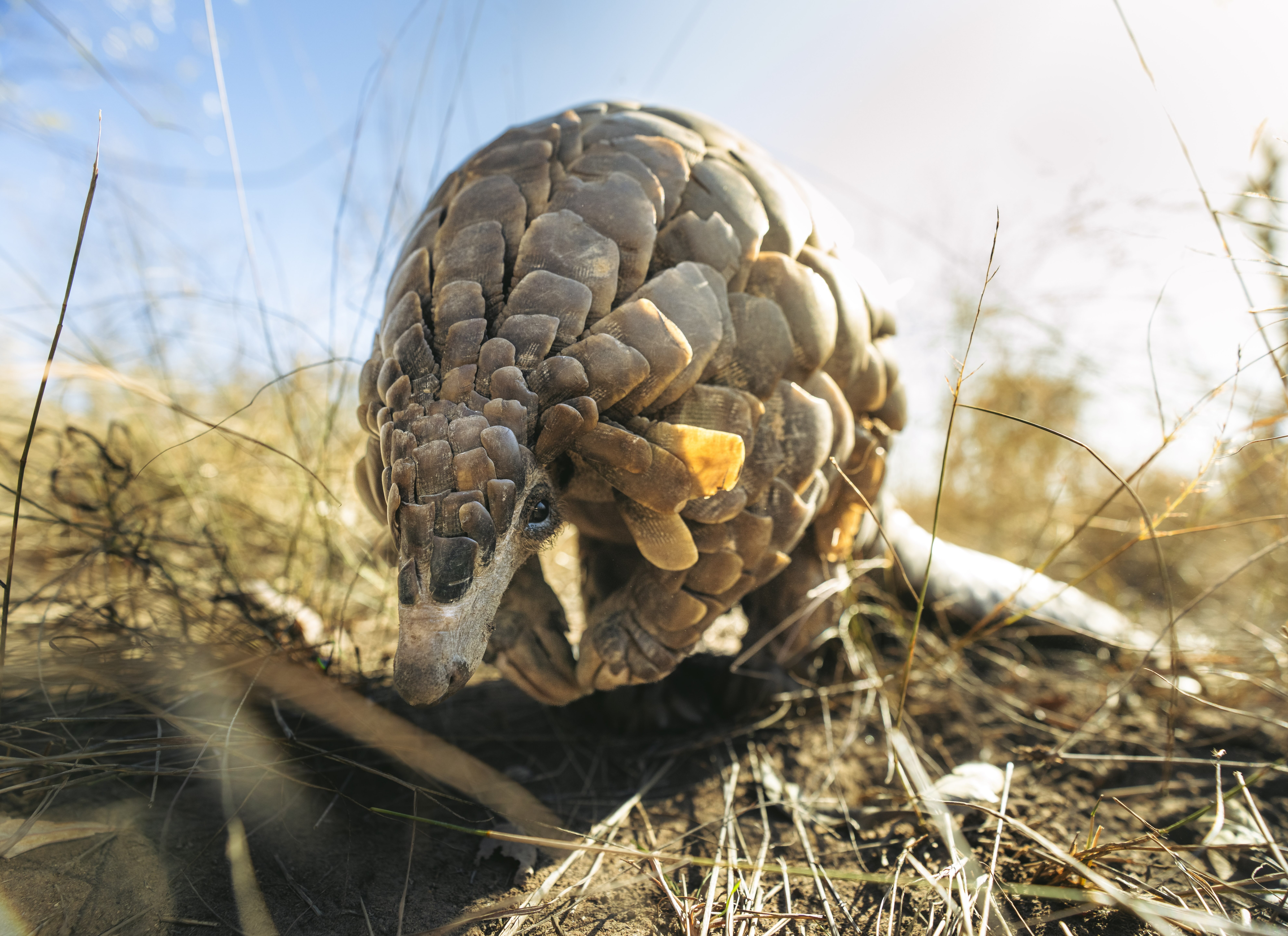 Pangolin - Journey to Freedom