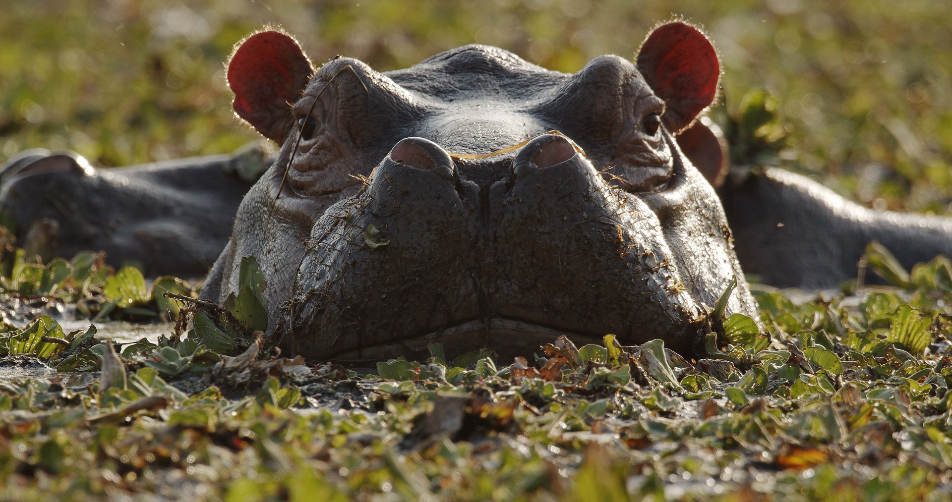 Island of the Hippos