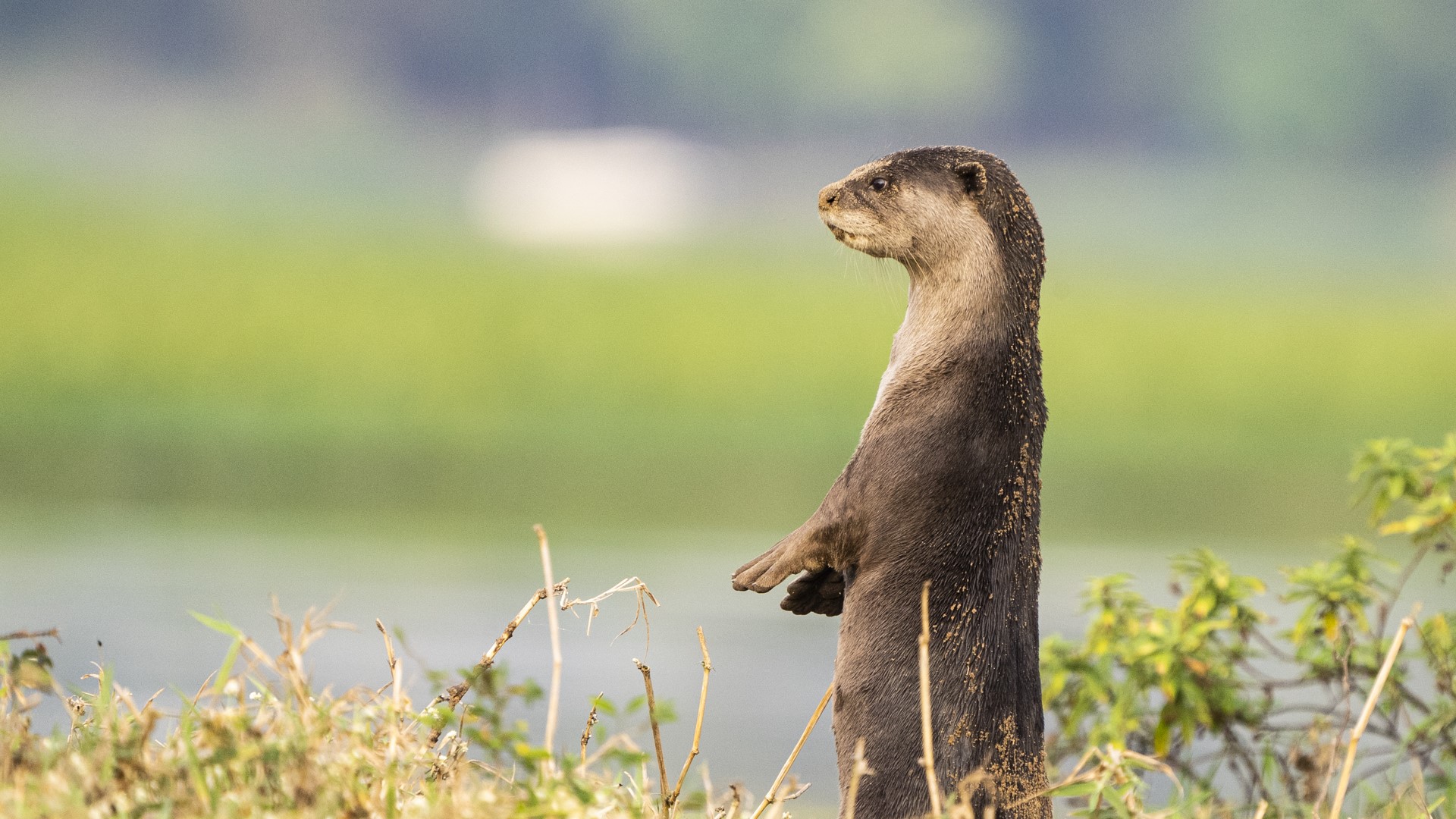 My Otter Diary 