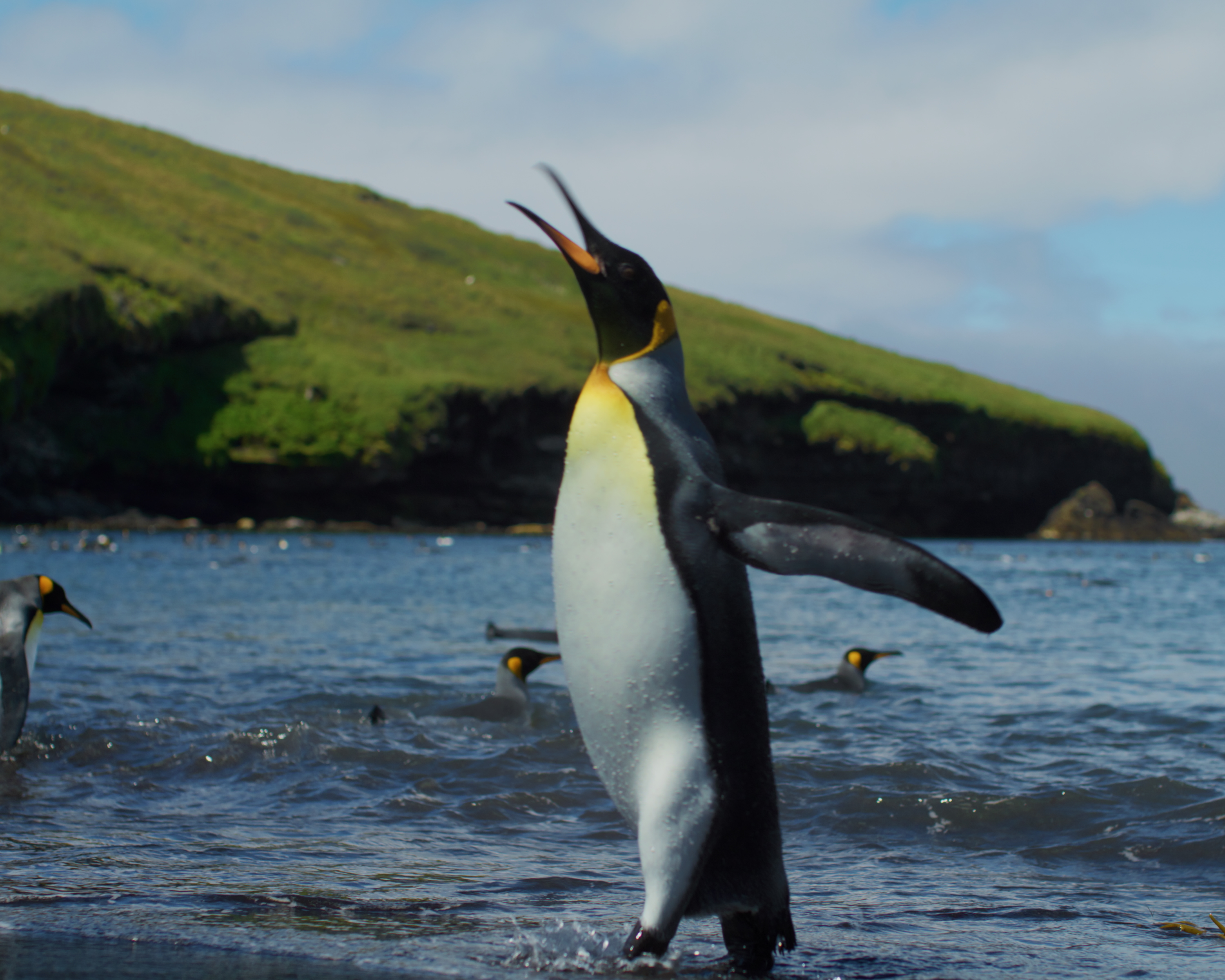 Penguin Baywatch - Episode 1: Tuxedo Summer Bash
