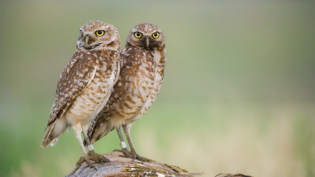 Burrowing Owls: A Love Story