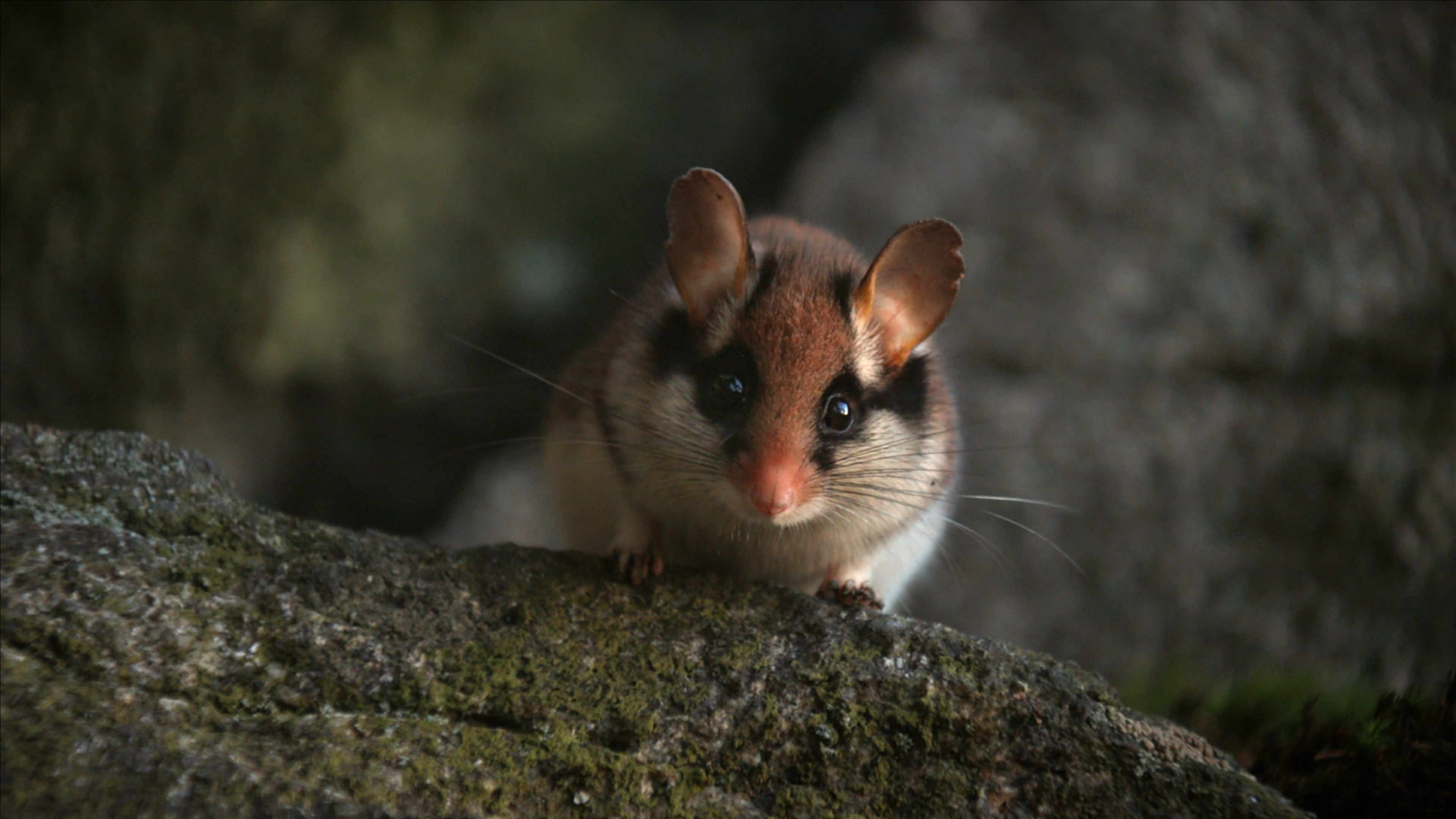 Dormouse Detectives
