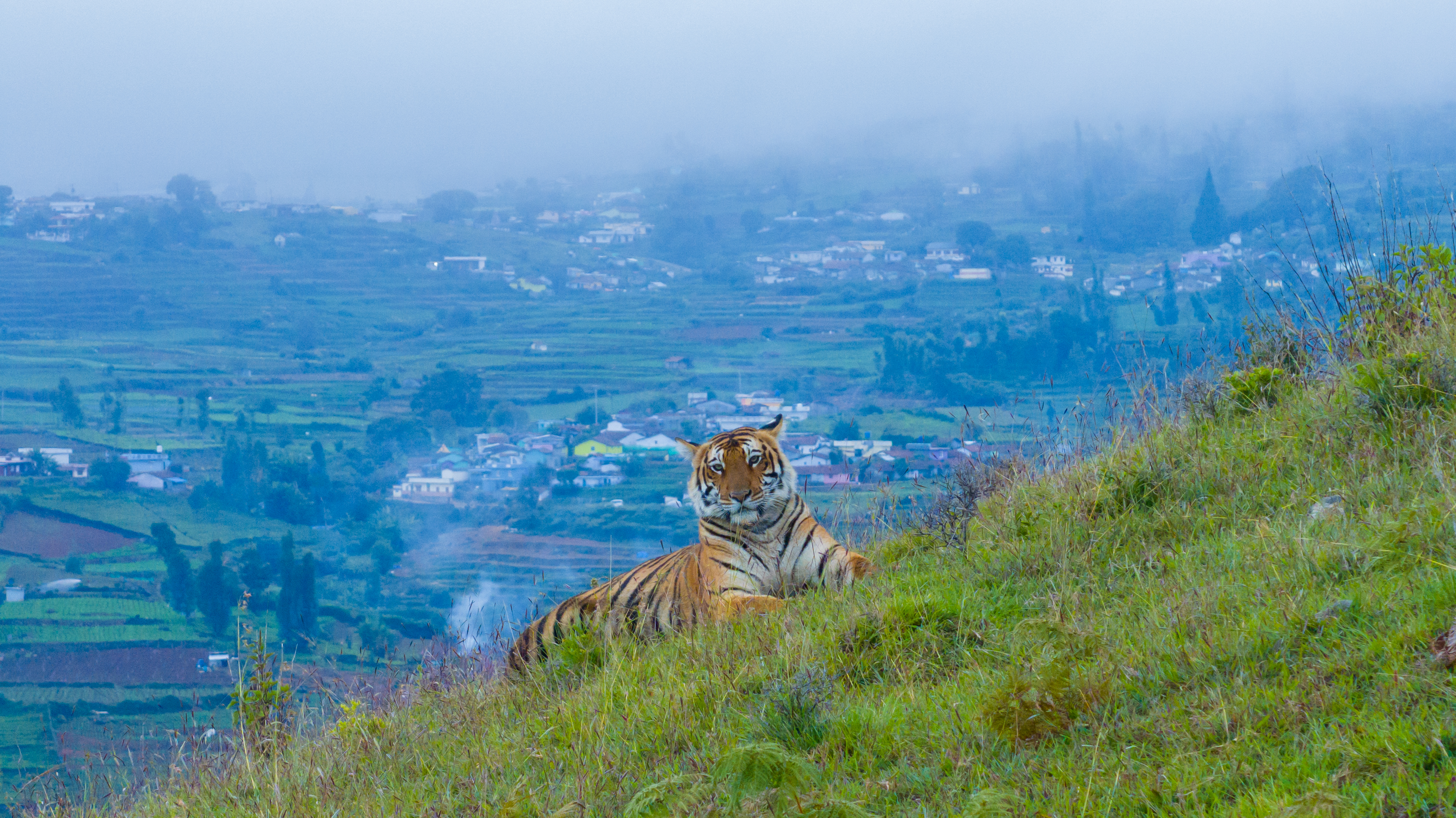 Nilgiris - A Shared Wilderness
