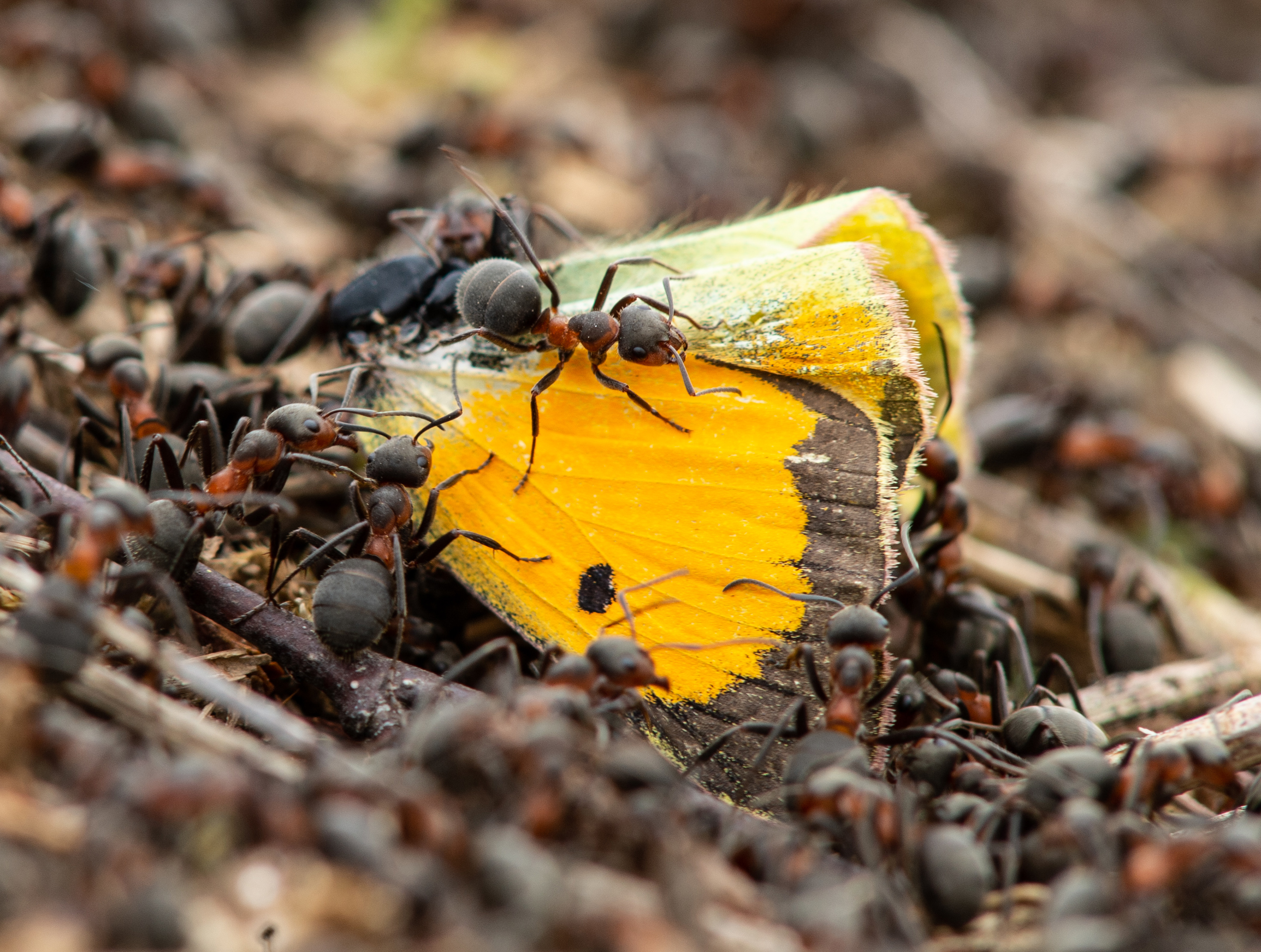 Fabulous Insects - Ants
