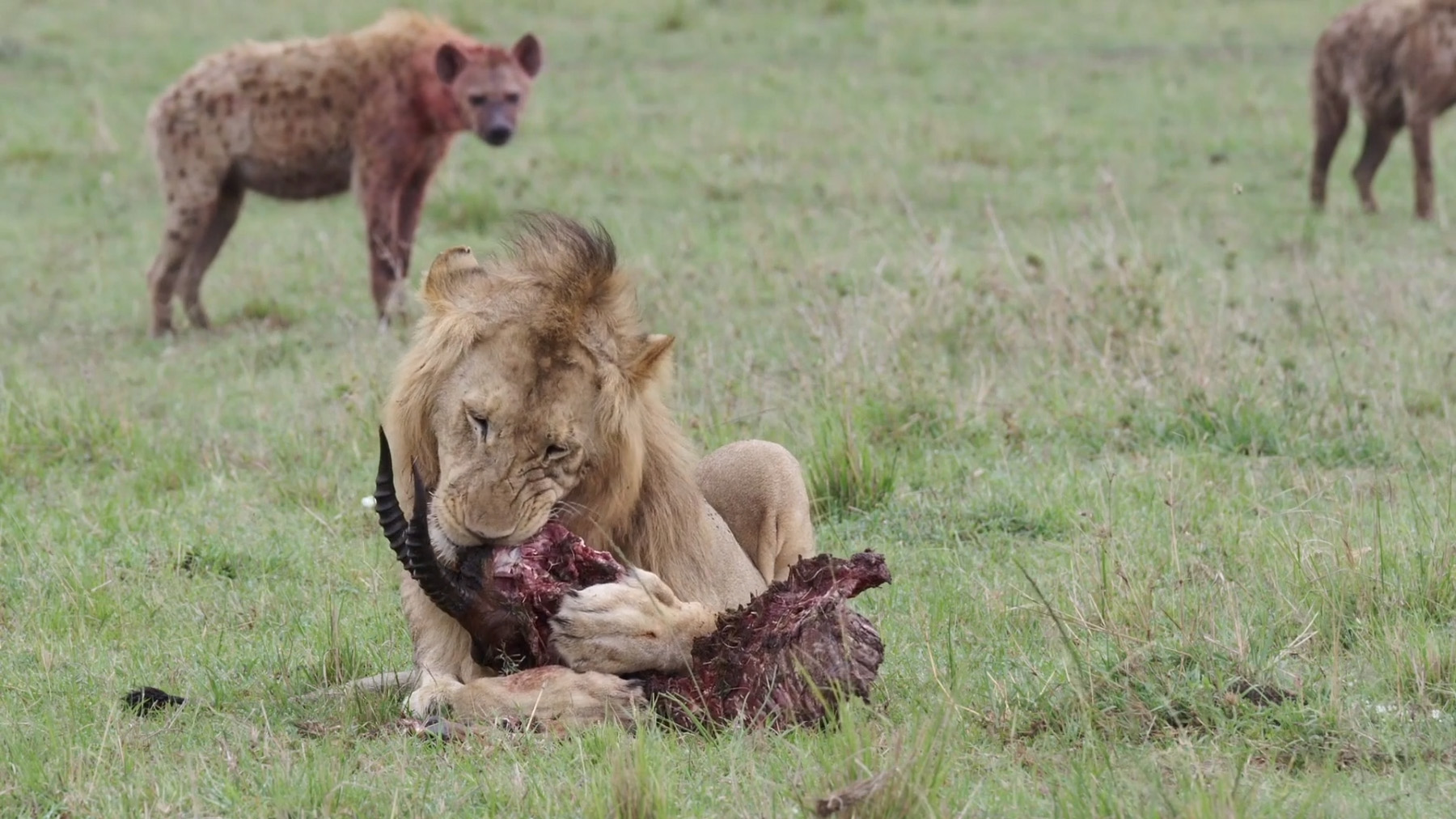 Lions & Hyenas: Owners of Death, Guardians of Life