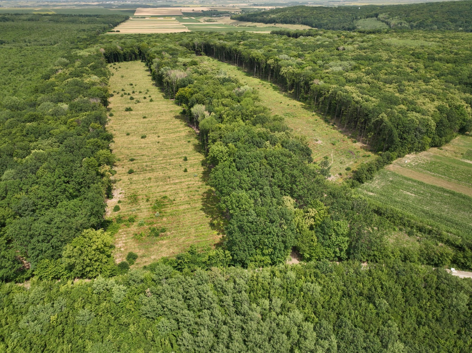 Ikea loves Wood - Sustainability or Deceit?