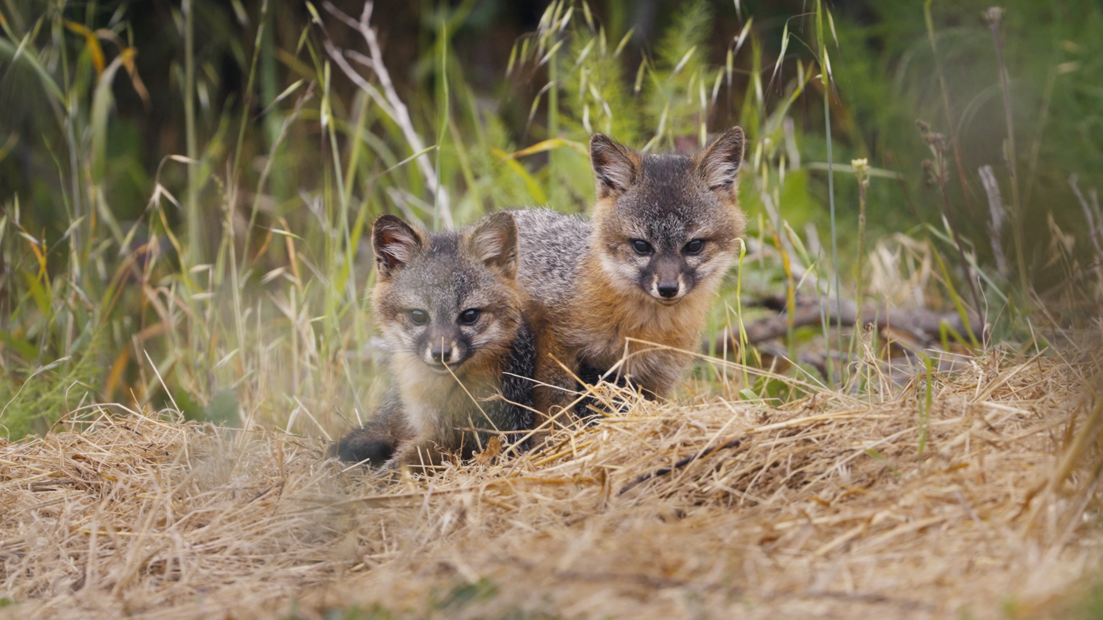 The Tiny Fox