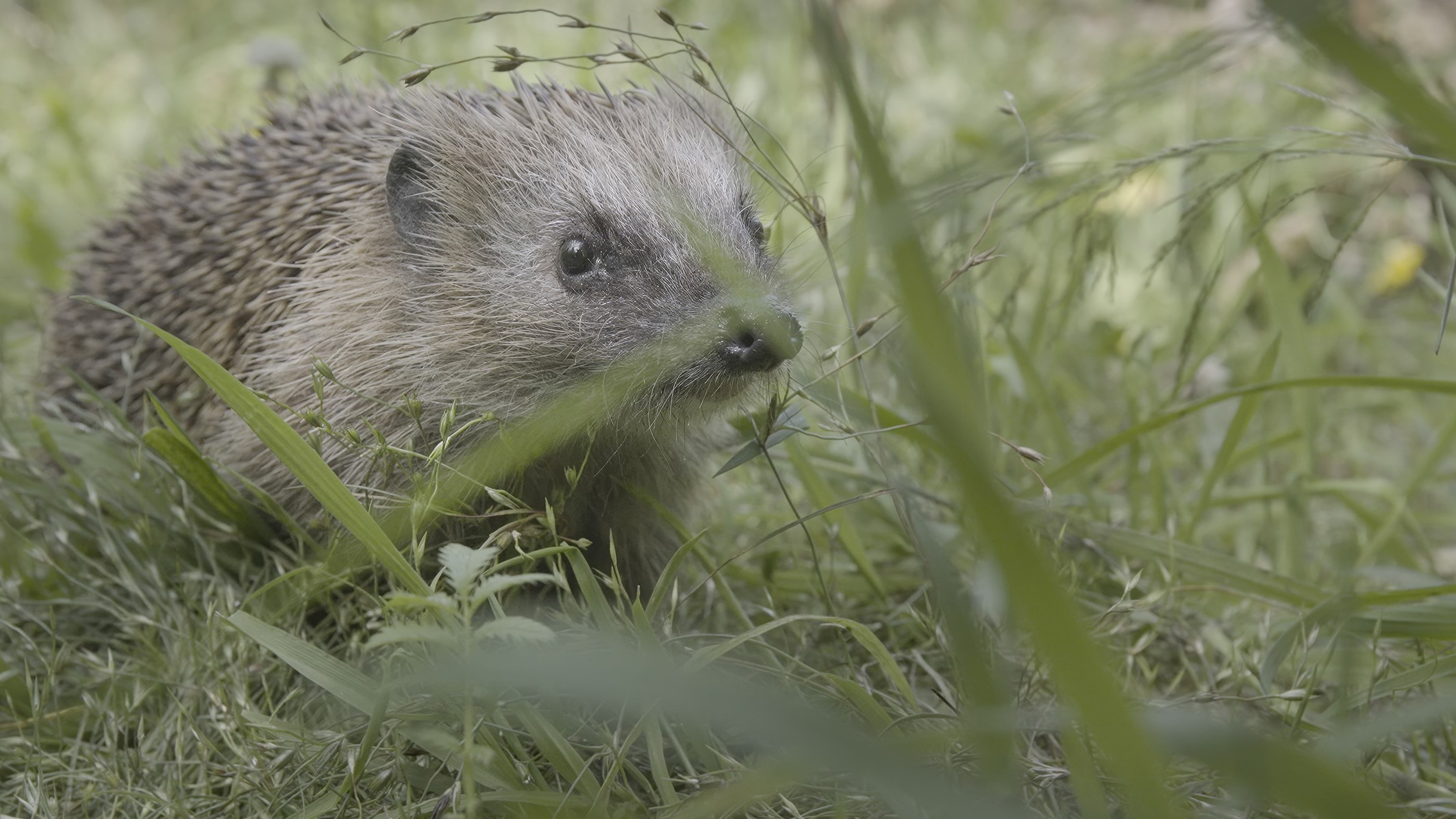 Welcome to the Neighbourhood - Wildlife in the City
