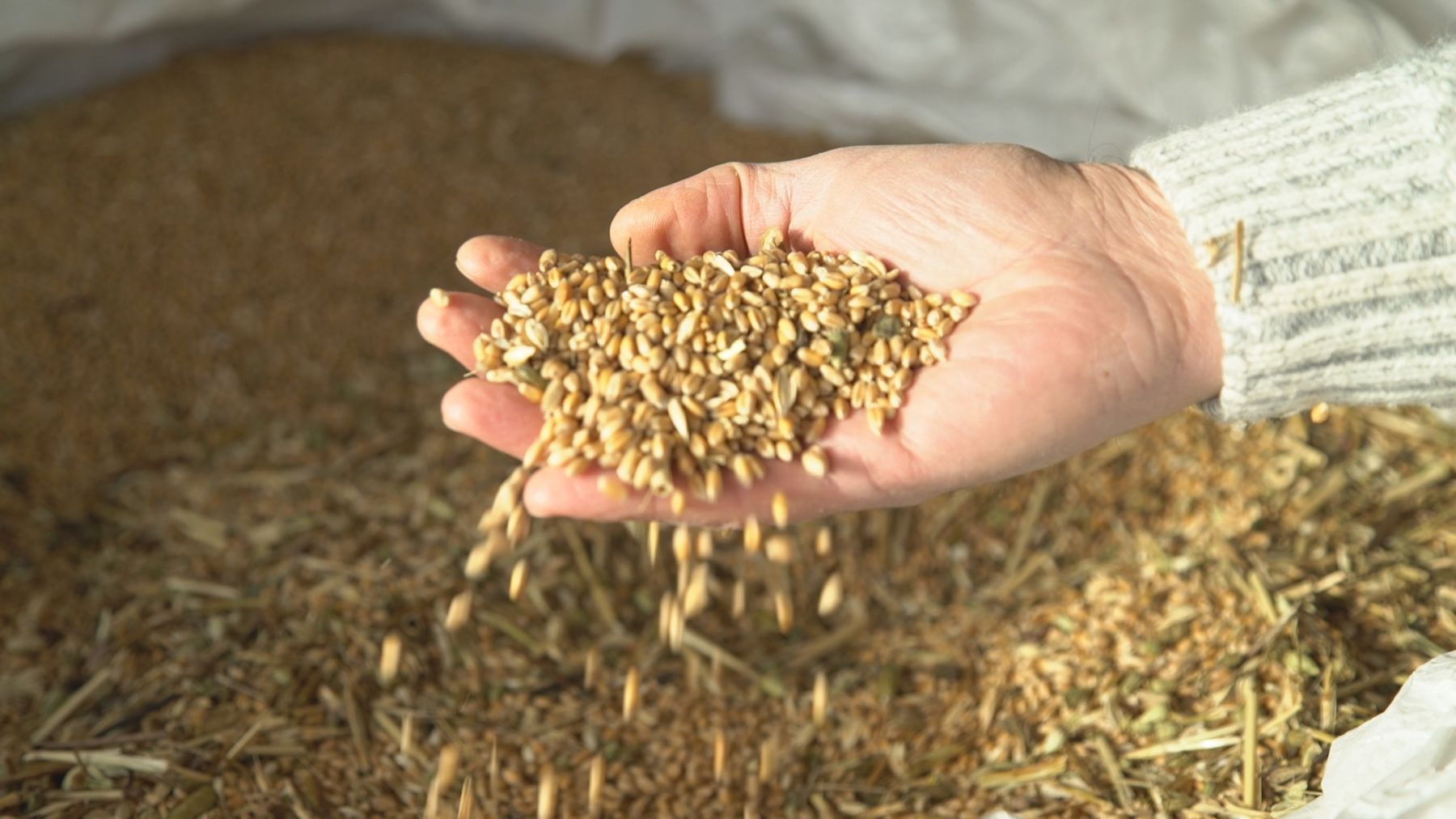 Seeds of Profit
