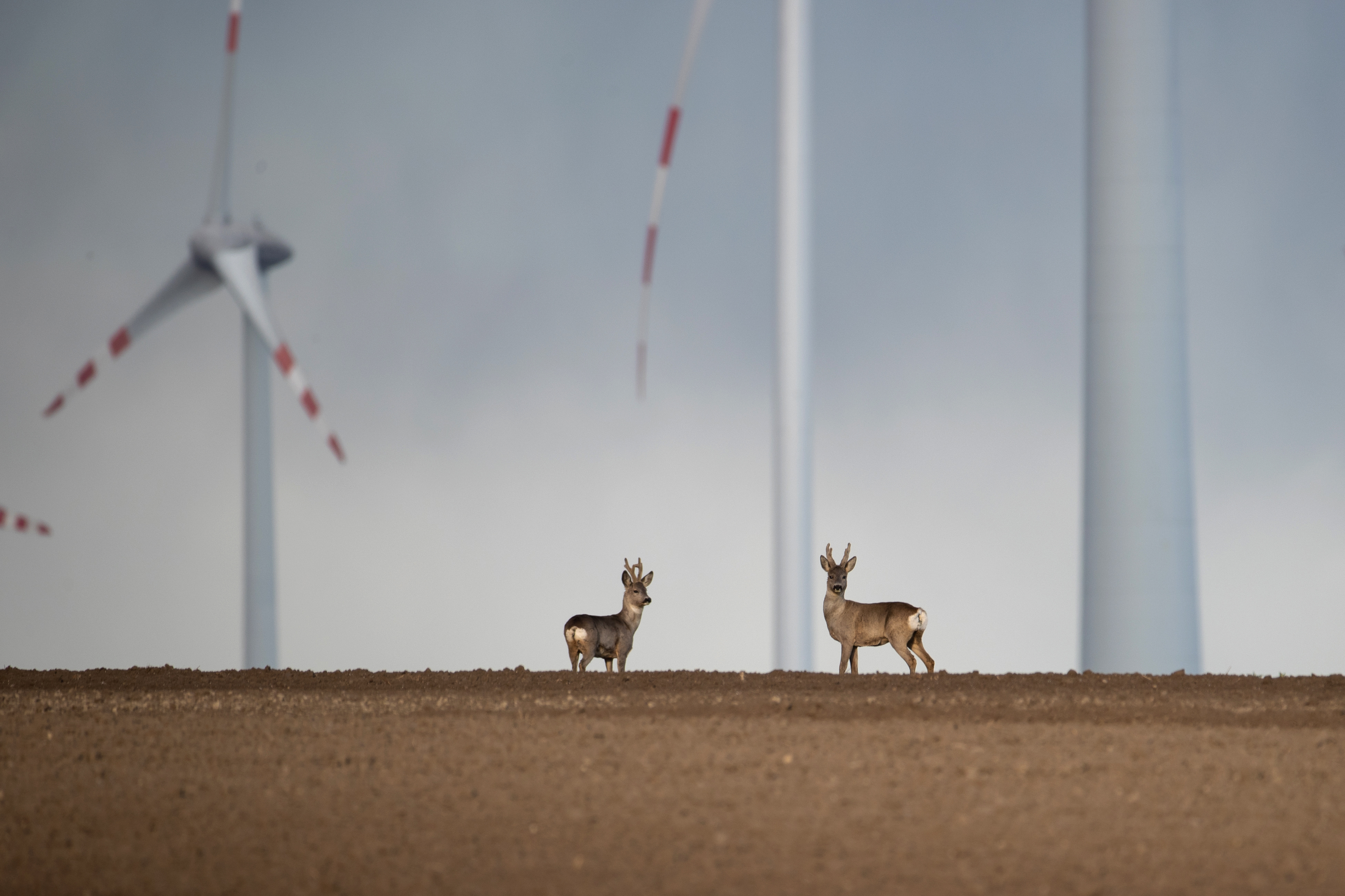 Wildlife 2.0 - Adapting to a New World