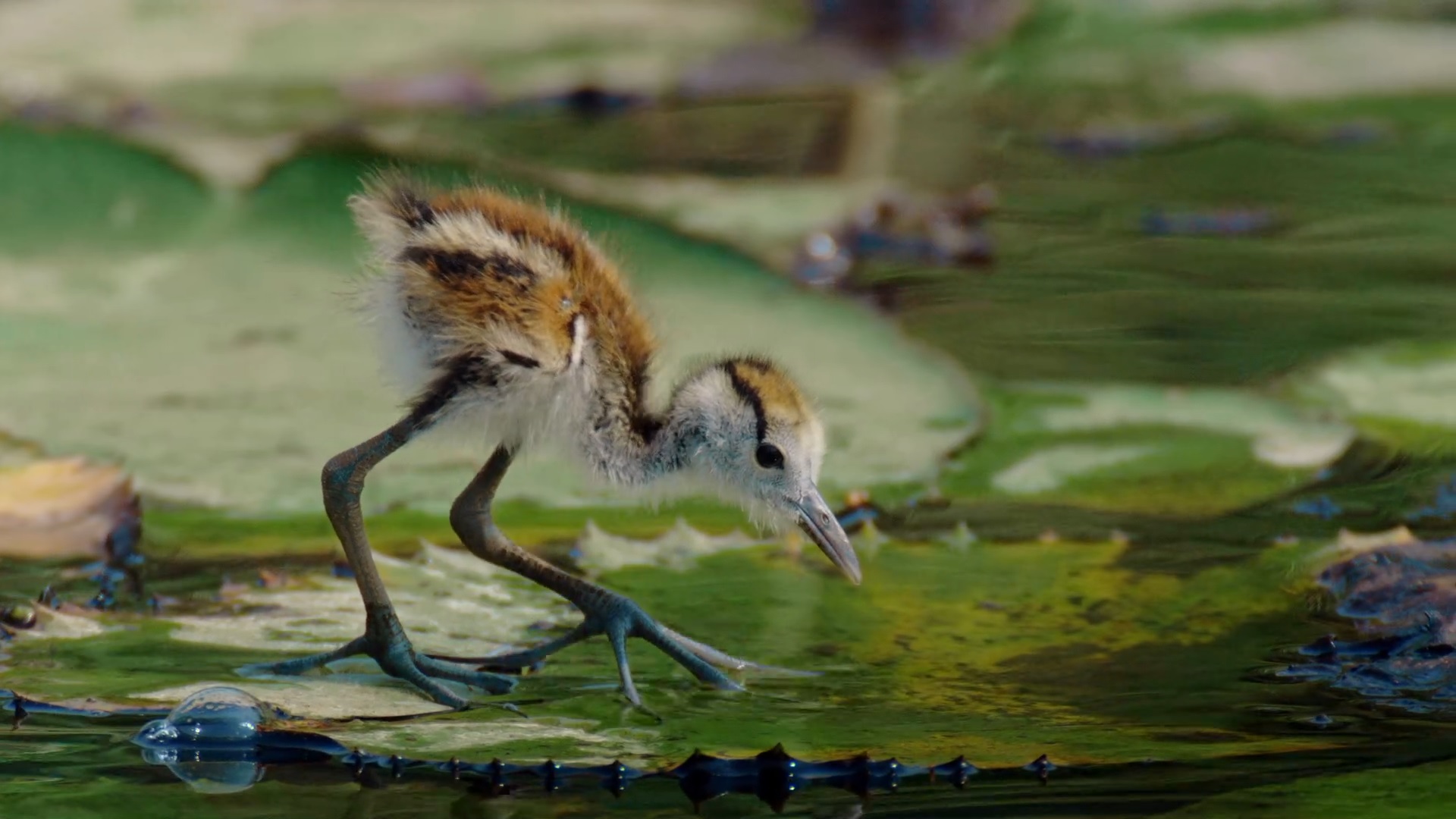 Okavango: River of Dreams