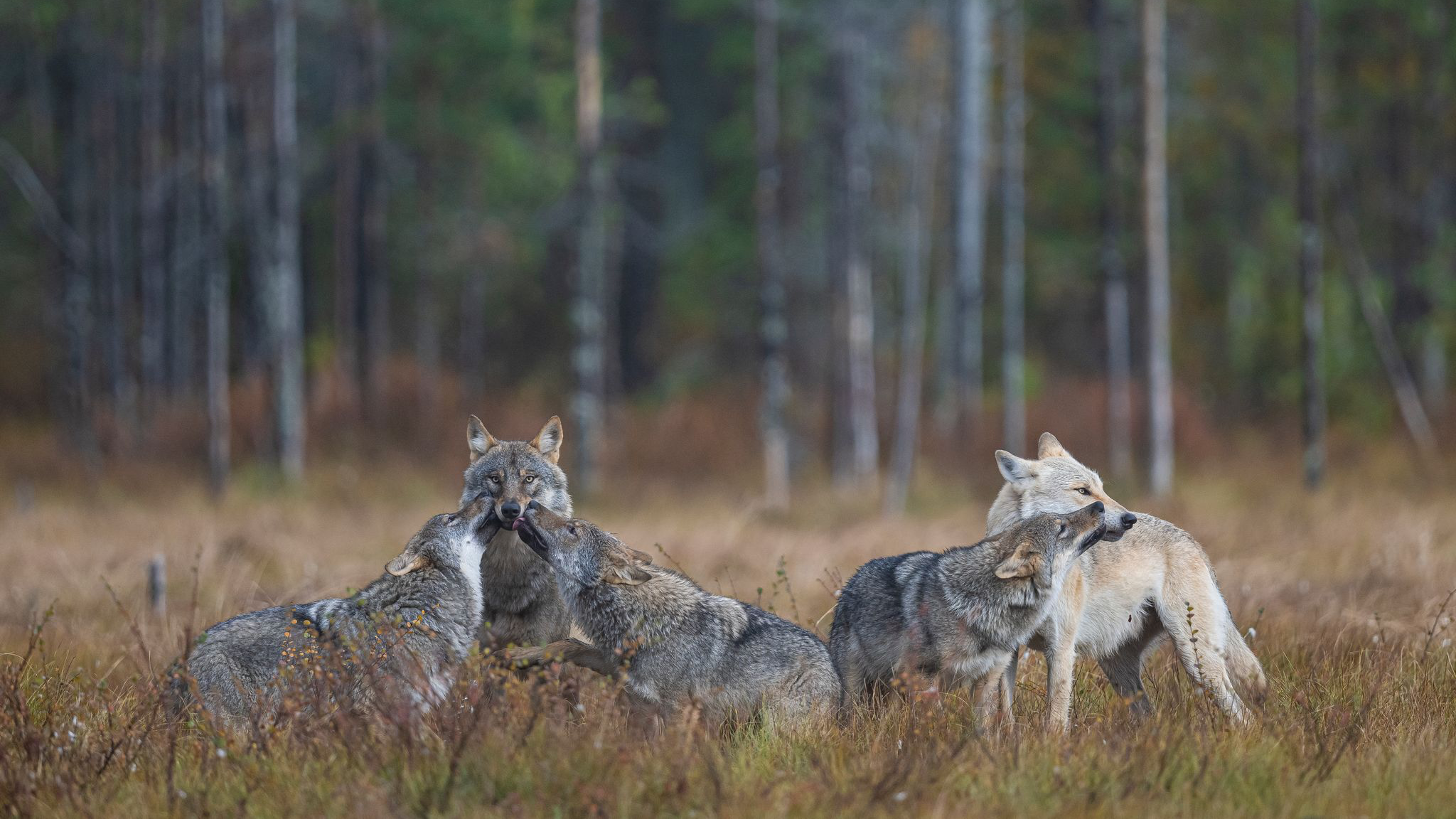 Among the Wolves