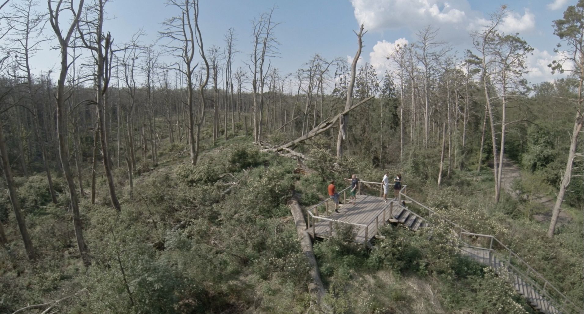 Acid Forest