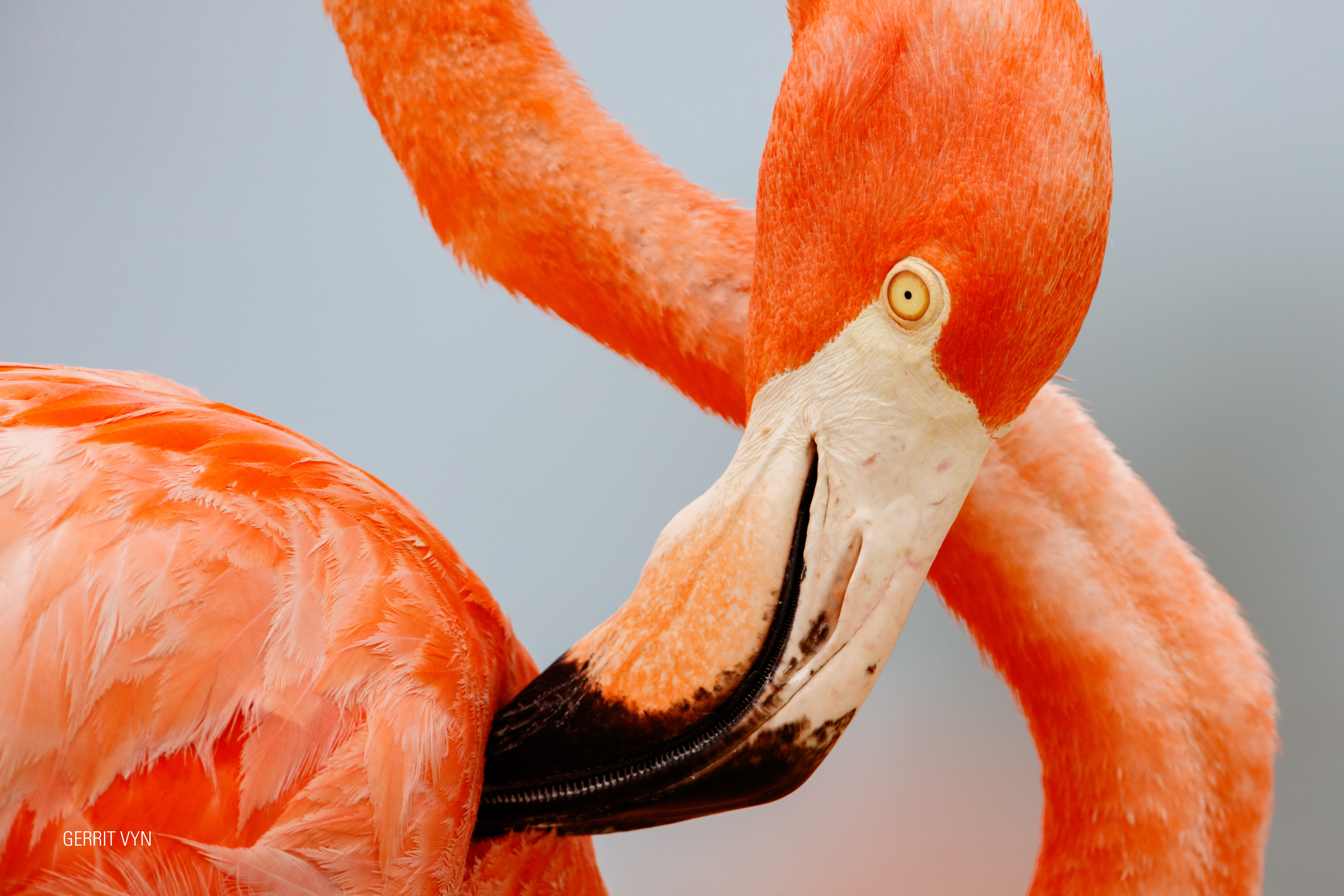 Flamingos: Life After the Meteorite
