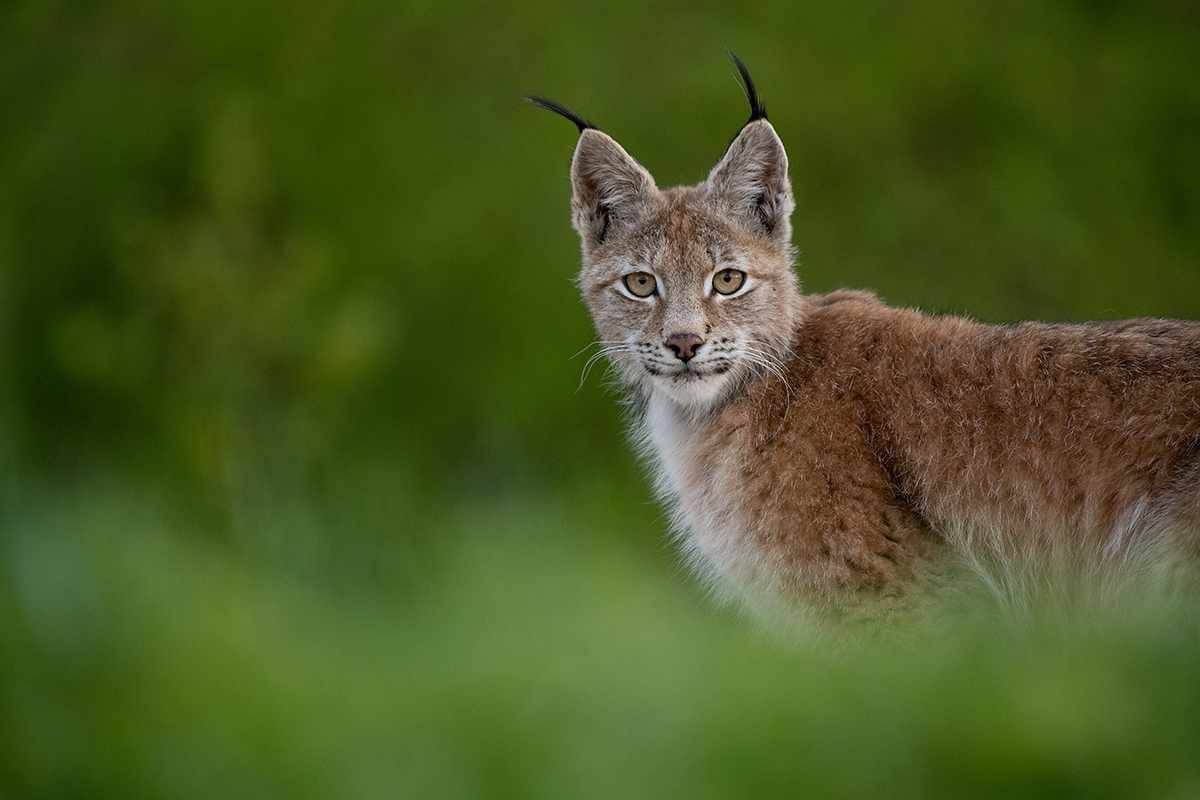Kalmer Lehepuu: loodusfoto ja kaameralõksud