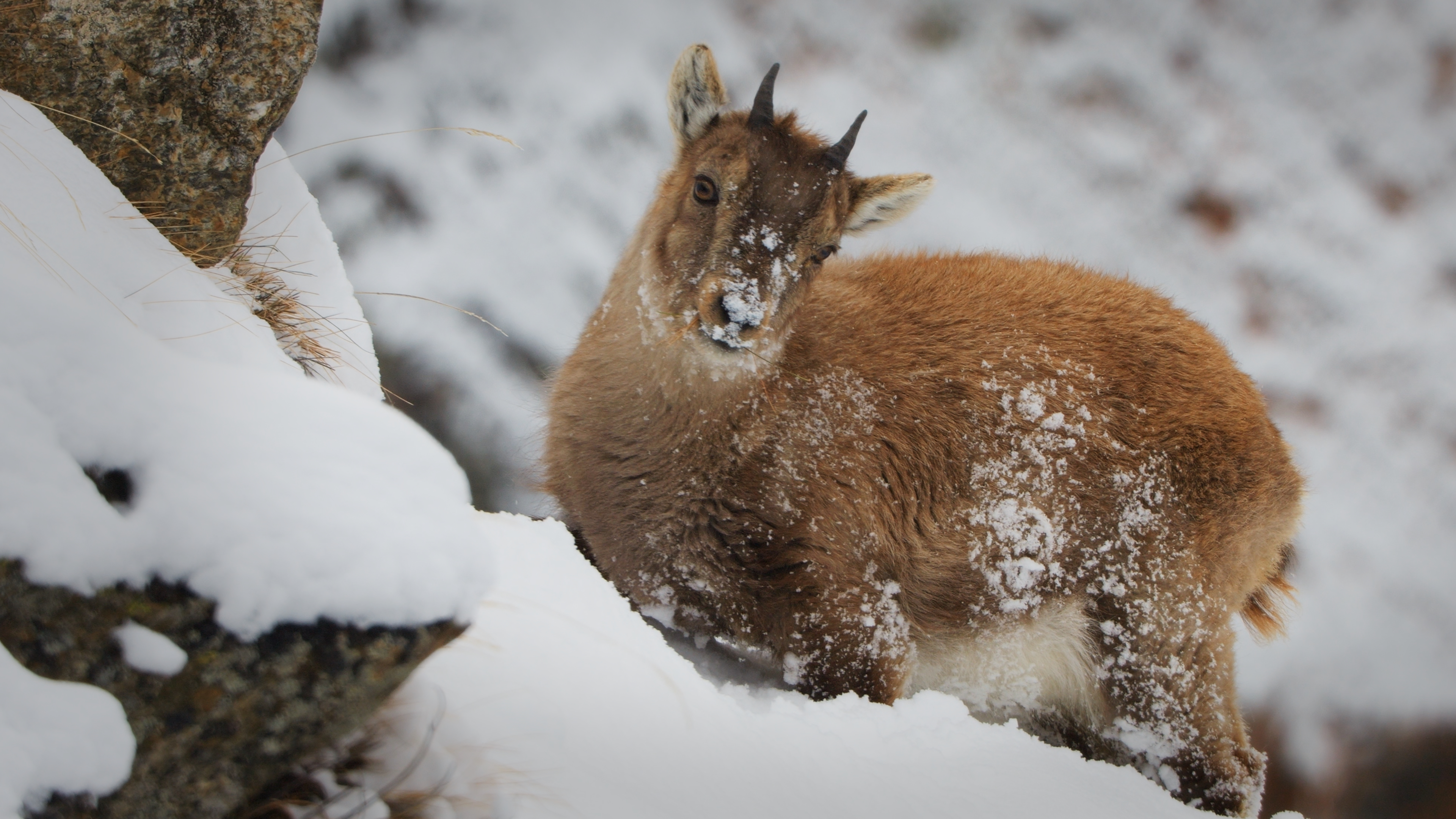 Threats to Mountain Goat Kingdom
